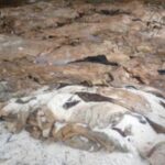 Wet Salted Horse Hides